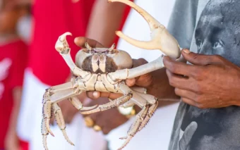 Pâques en Martinique et en Guadeloupe : une tradition vivante