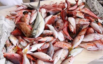 Sitôt pêché, sitôt mangé : la consommation de poisson aux Antilles